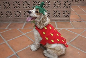 Dressing Up Your Dog