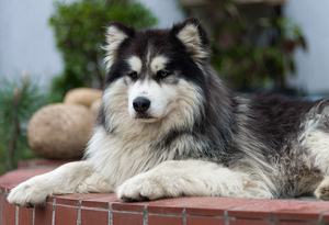 Dealing with Dog Hair That Gets Everywhere!