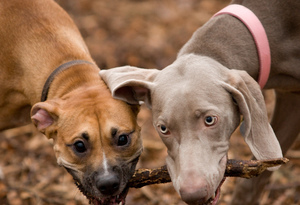 2014 - The Most Popular Pet Names