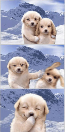 Resultado de imagen para perritos humor