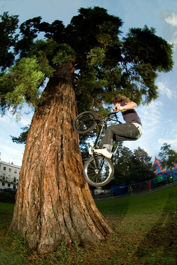 tree assault
