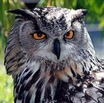 El Buho