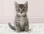 Kittie 75