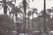 Pegata