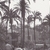 Pegata