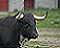 Cervino