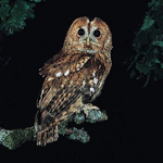 Strix