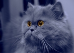 Tusquilleta