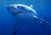 Blue Shark