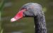 Cisne negro