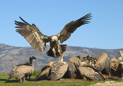 Otro Pajarraco de los de Inversorloko:)