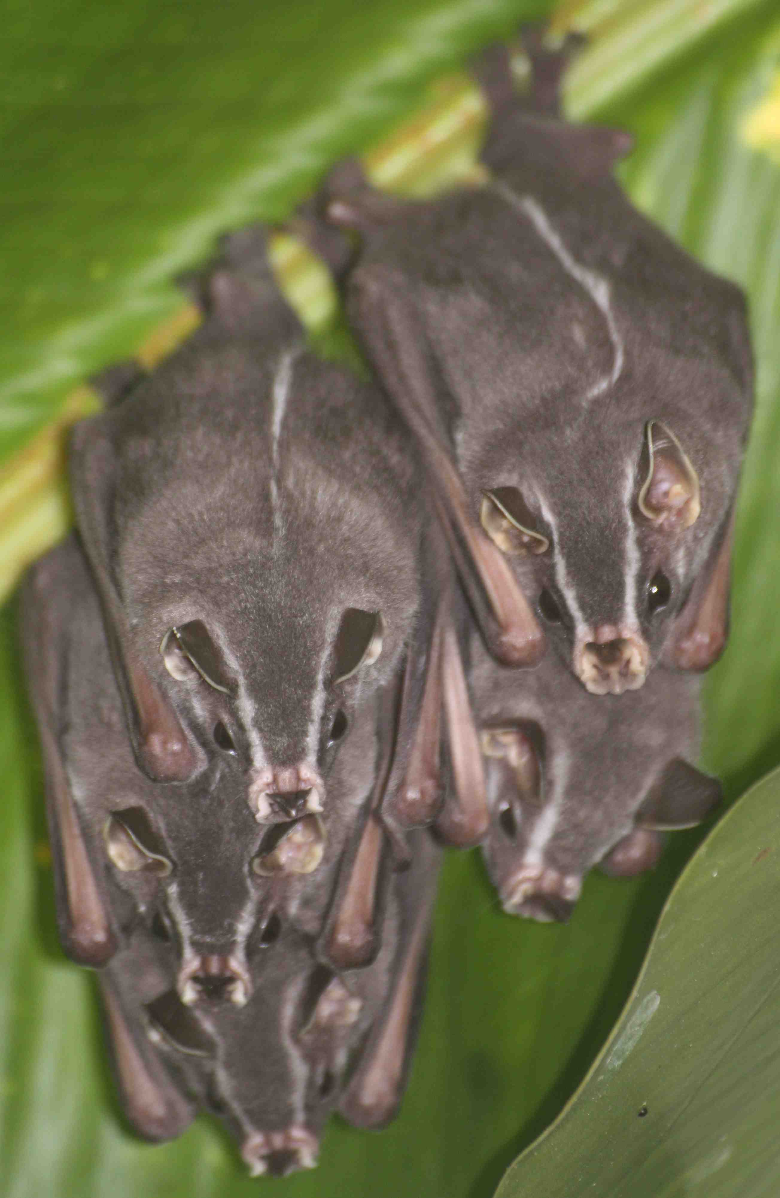Murciélagos