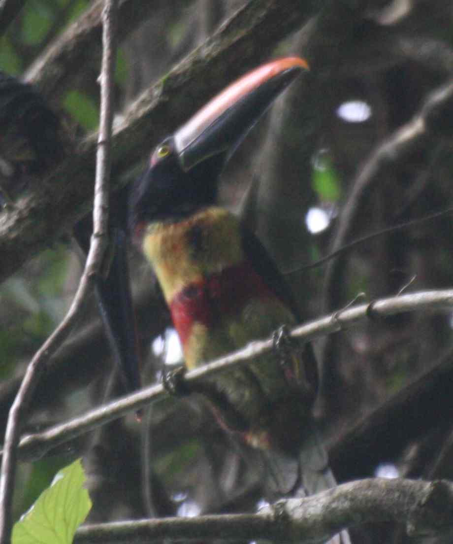Tucán