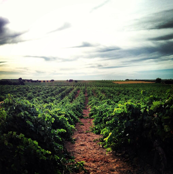 Viñedos de Finca Antigua