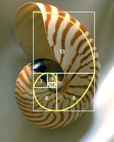 Numeros fibonacci forex