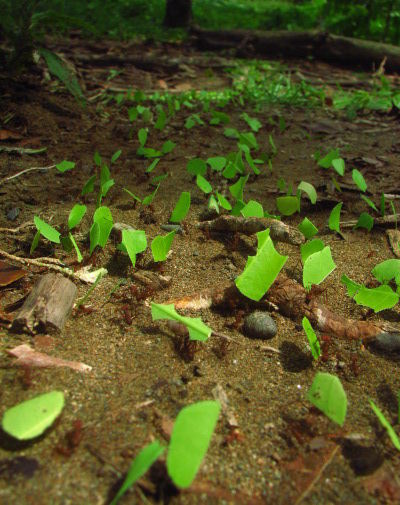 hormigas