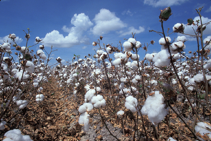 Futuros algodón