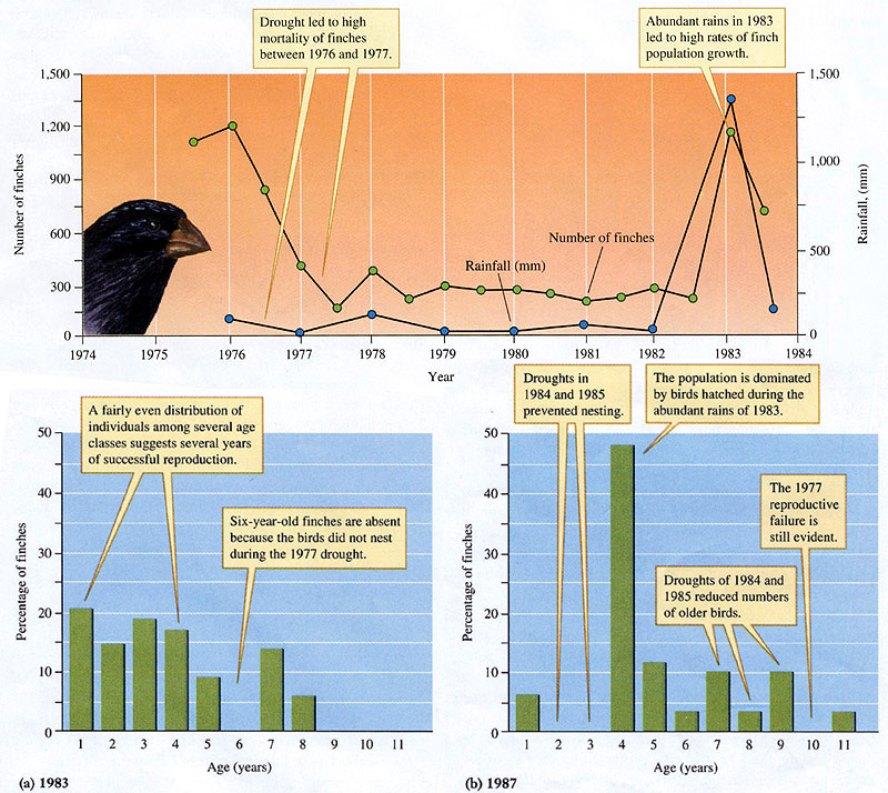 El problema de la población humana  Finches