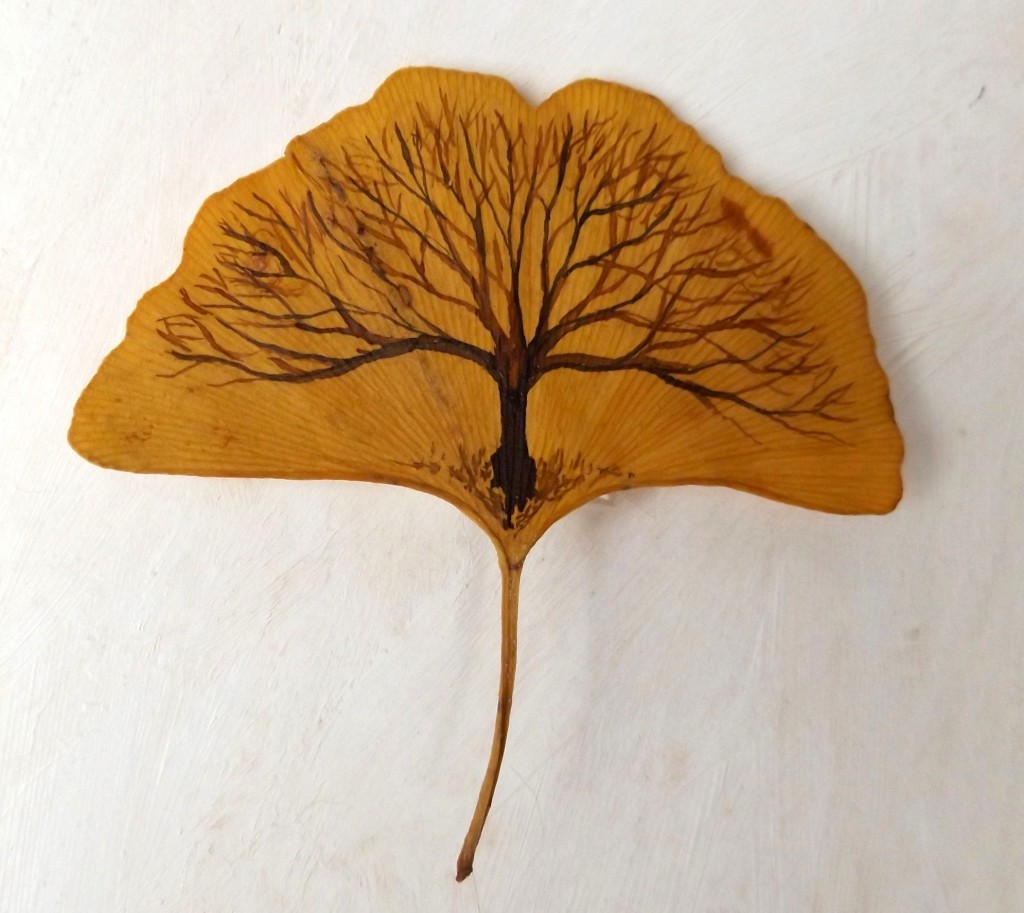 Gingko tree-leaf