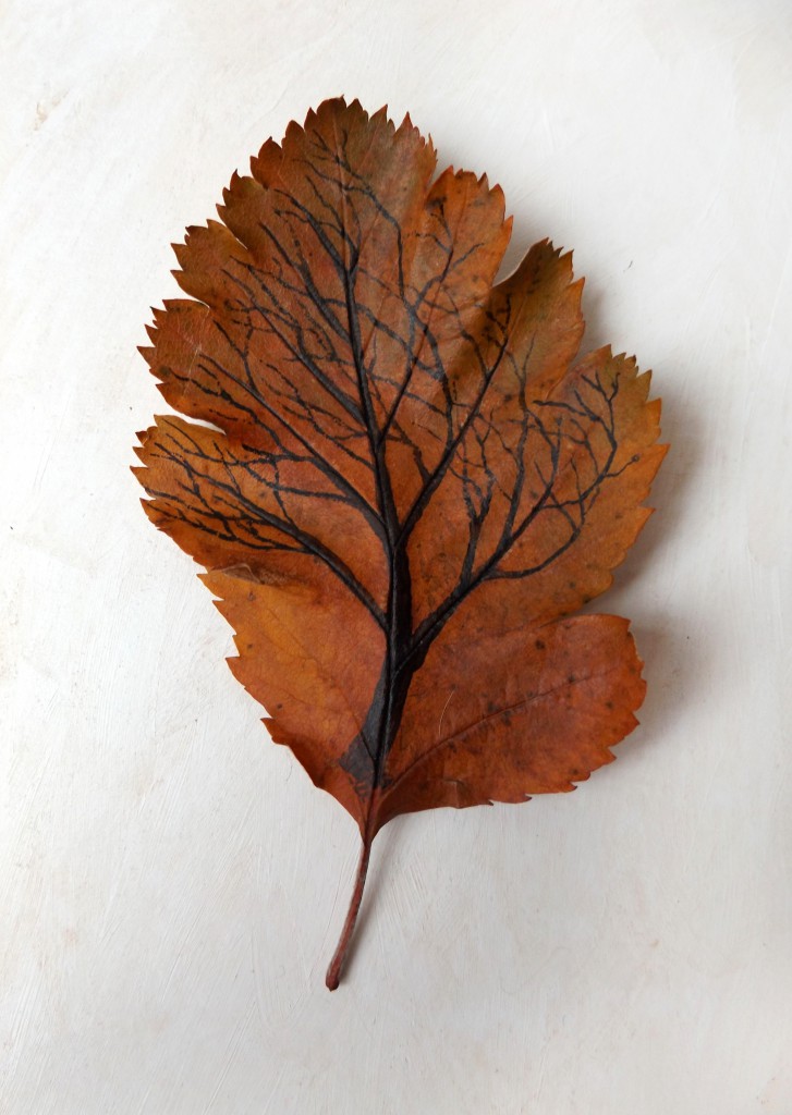 Swedish whitebeam tree-leaf blowing