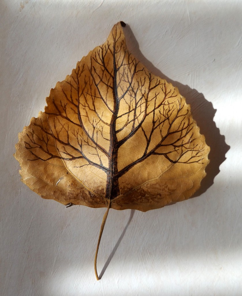 Black poplar leaf-tree 3D