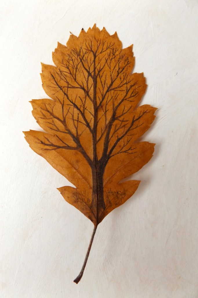 Swedish whitebeam tree-leaf pressed