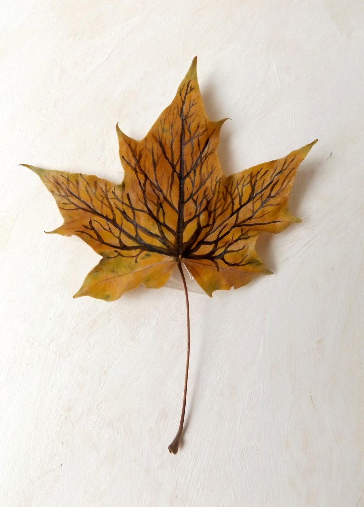 Maple tree-leaf