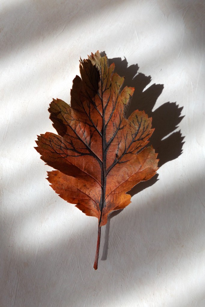 Swedish whitebeam tree-leaf 3D