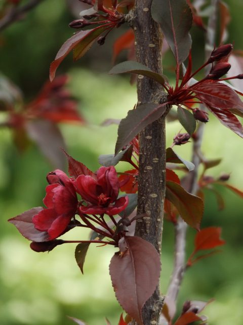 Malus blossom 24 April 2016 007