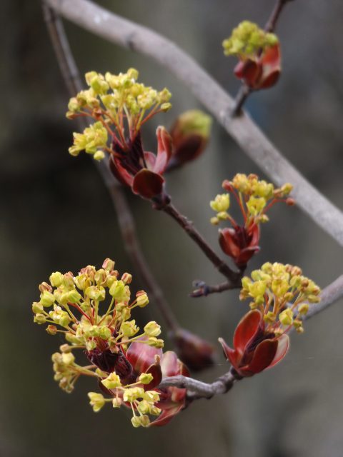 Red sycamore 24 April 2016 005