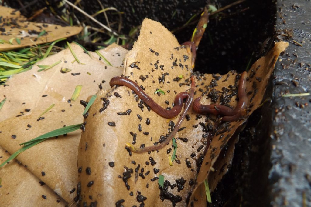 Worms in composter 30 March 2016 032