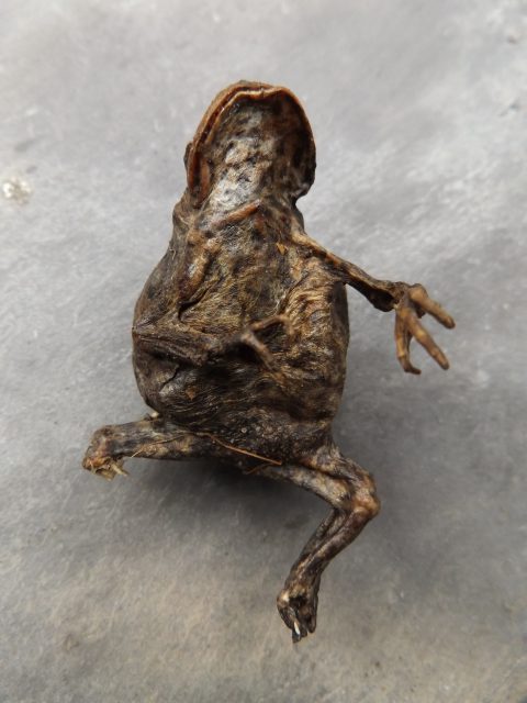 Dead frog 21 April 2016 102