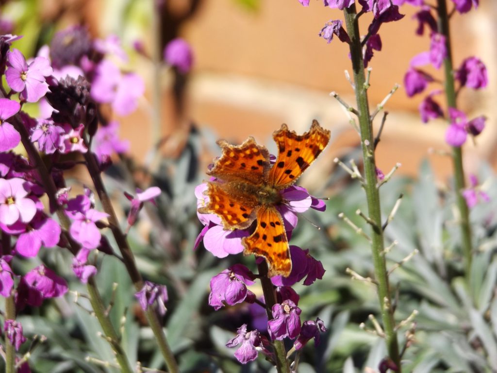 Comma butterfly 19 April 2016 073