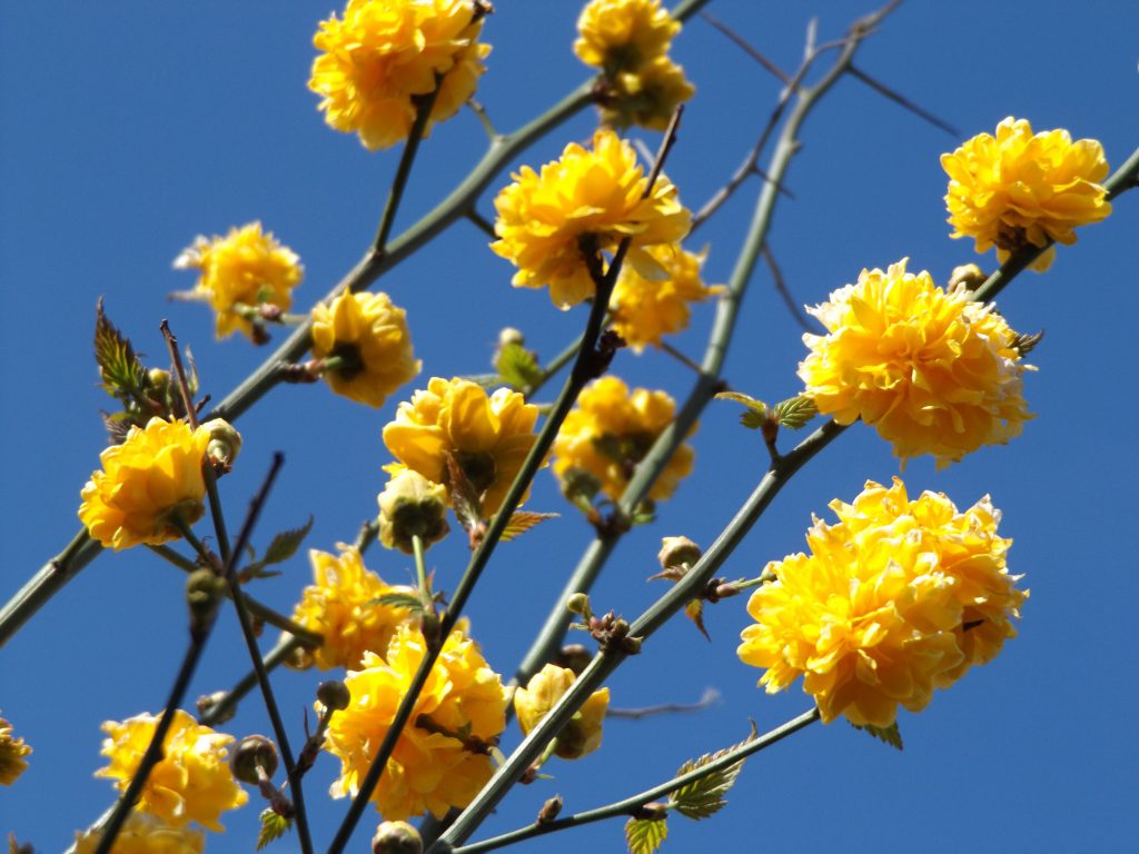 Blossom 30 April 2016 018a