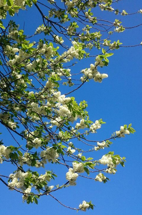 Blossom 9 May 2016 (1)