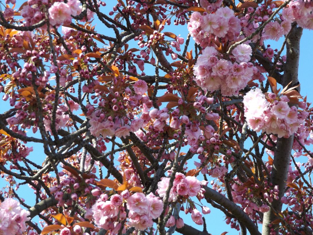 Blossom 30 April 2016 008a