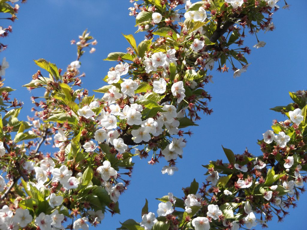 Blossom 30 April 2016 005a