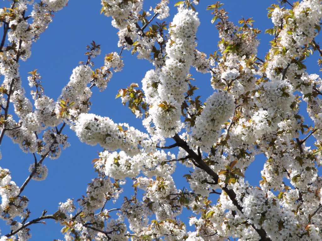 Blossom 30 April 2016 012a