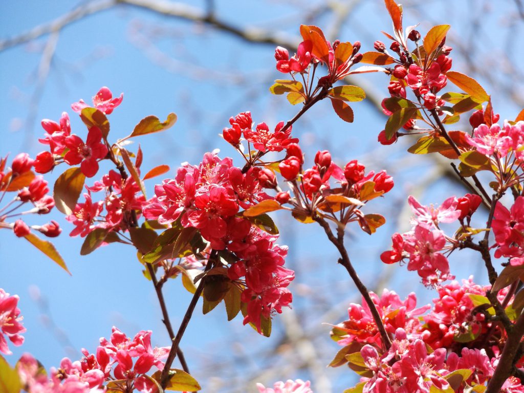 Blossom 30 April 2016 037a