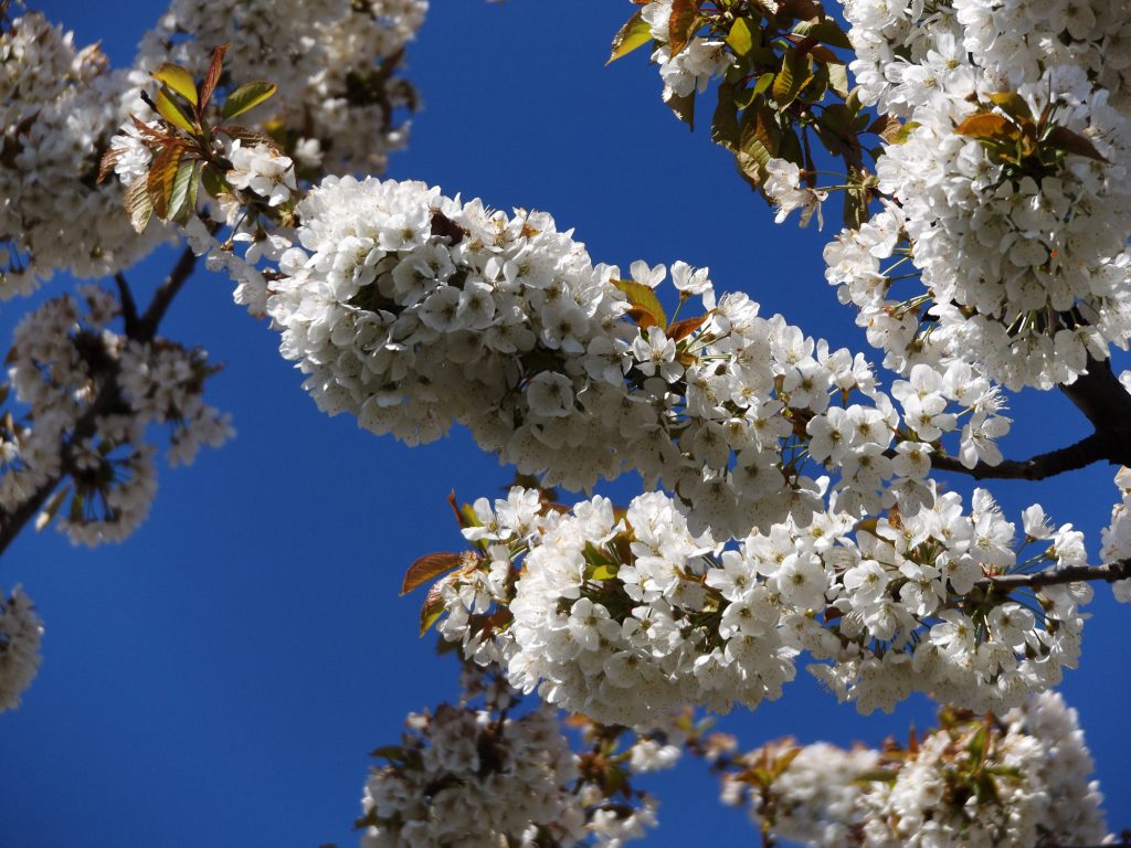 Blossom 30 April 2016 013a