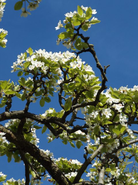 Blossom 30 April 2016 024a