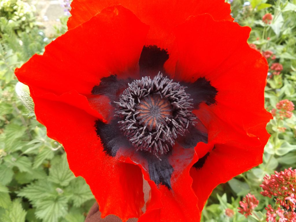 Poppy