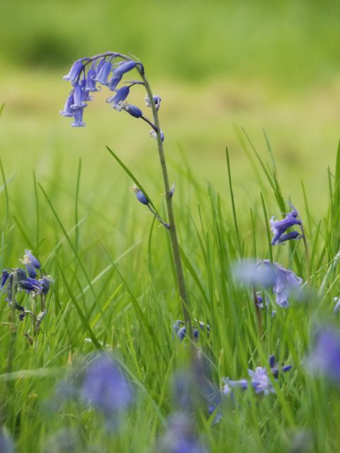 Bluebell