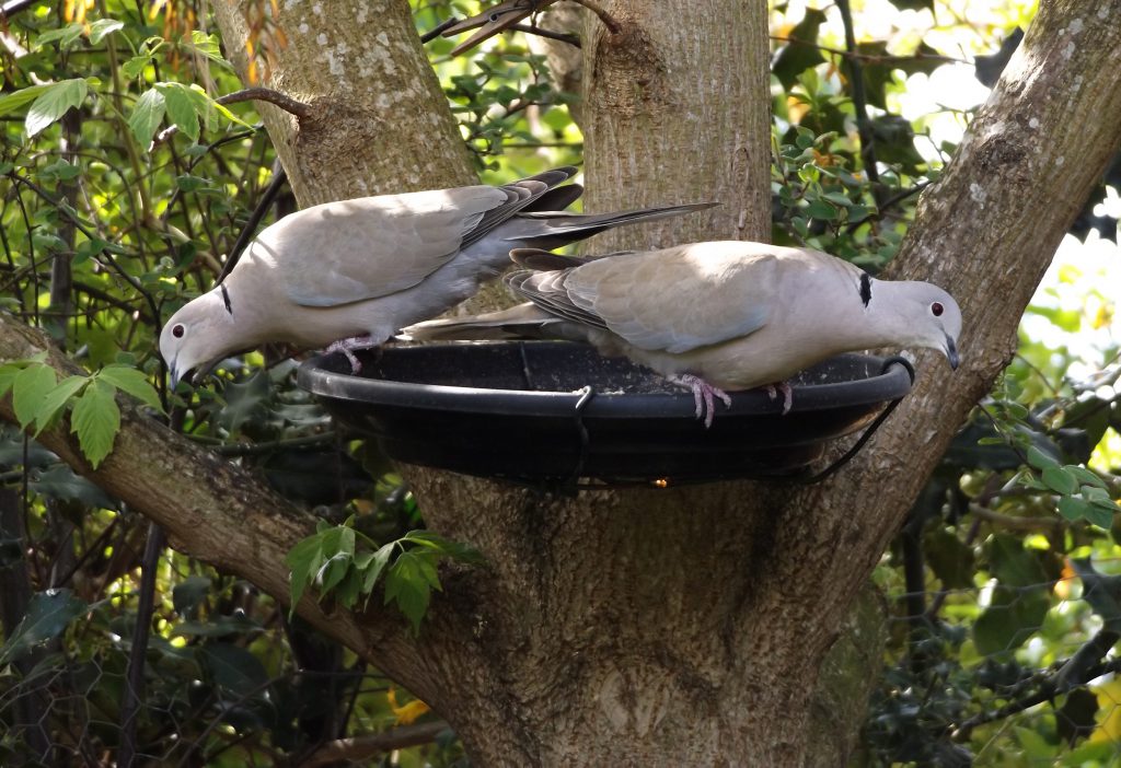 Collared doves