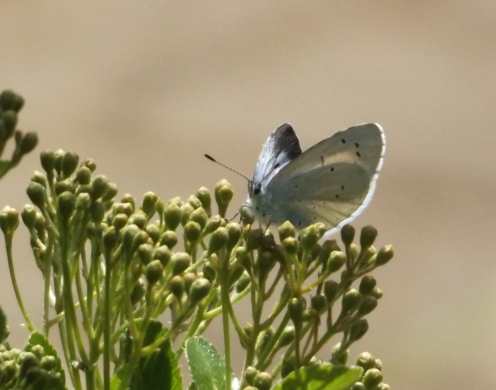 Holly blue