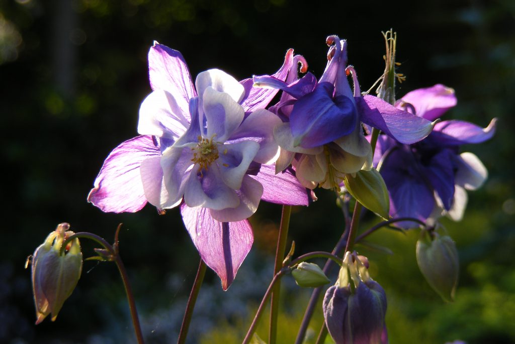 Aquilegia (4)