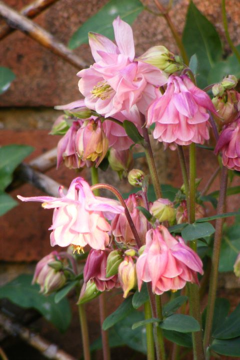 Aquilegia (1)