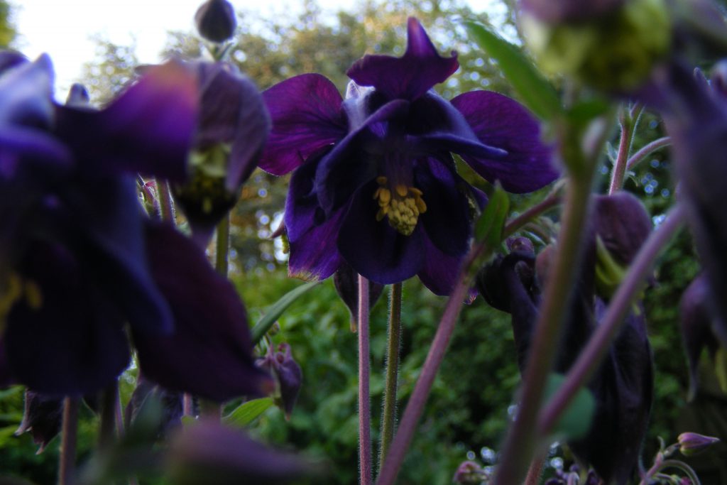 Aquilegia (2)