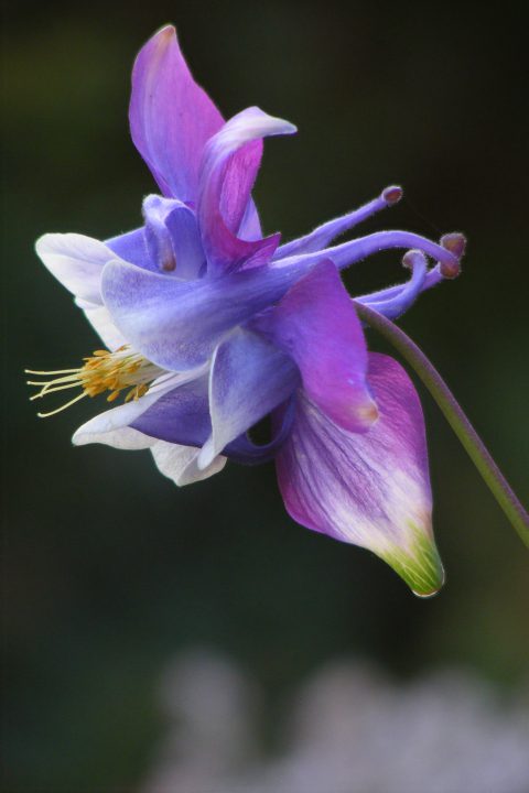 Aquilegia