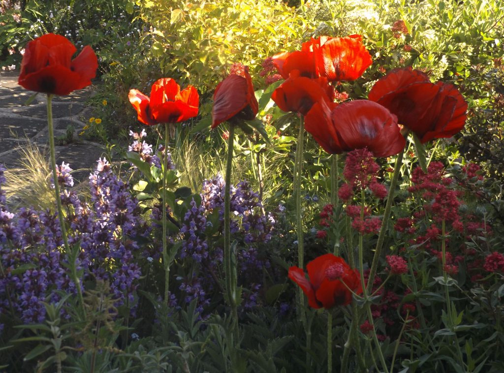 25 may 2016 Poppies 036